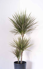 Dracena Bicolor