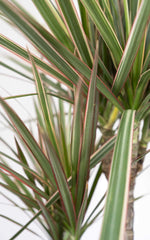 Dracena Bicolor