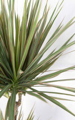 Dracena Bicolor