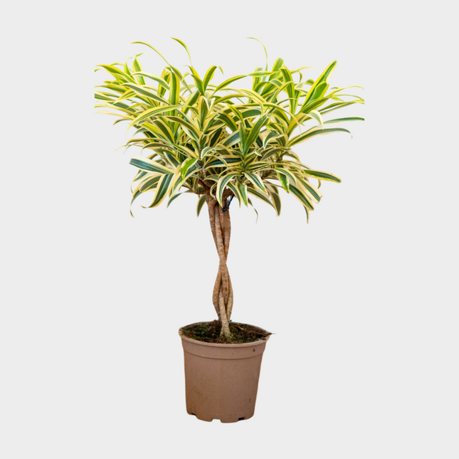 Dracaena Song Of India