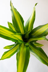 Dracena Fragans Burley