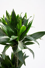 Dracena Compacta