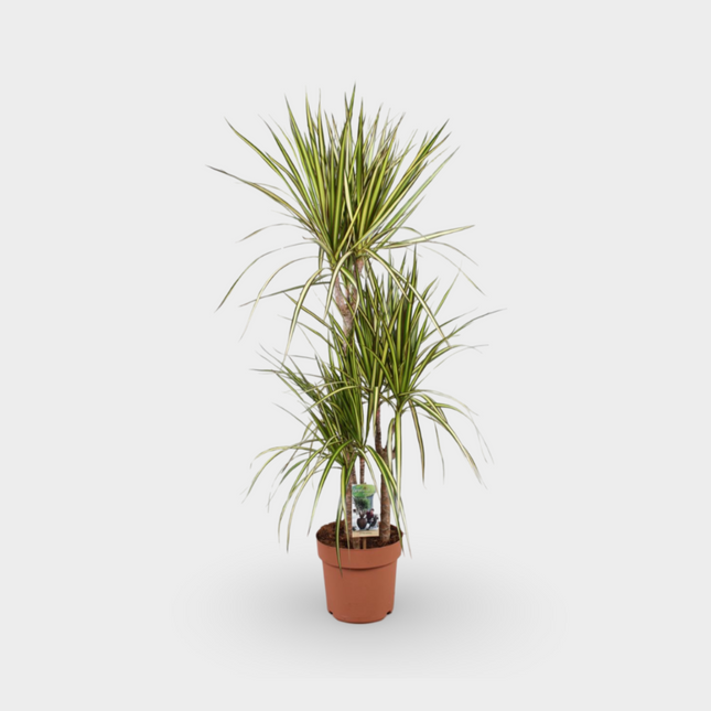 Dracaena Sunray