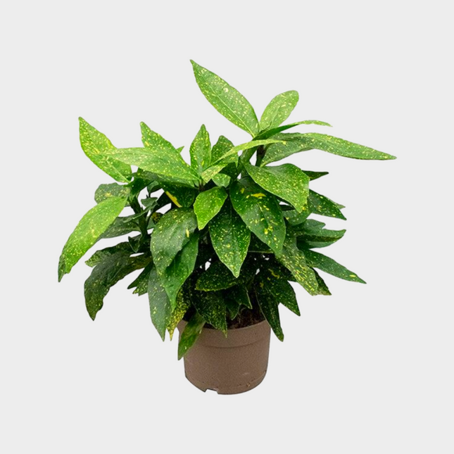 Aucuba