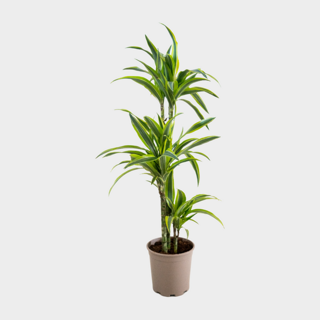 Dracaena Lemon Lime