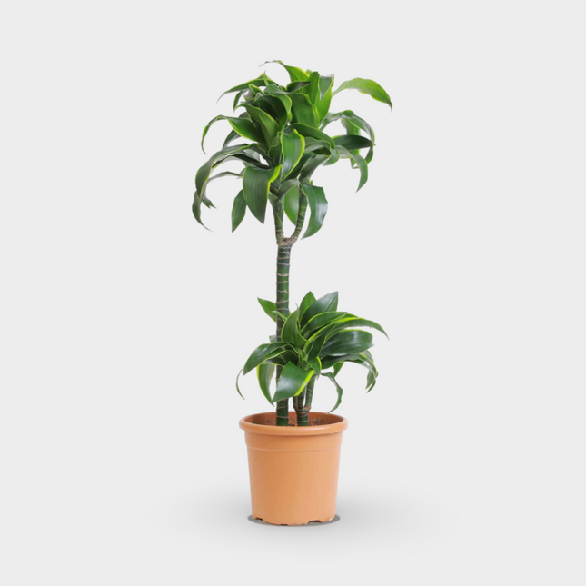 Dracaena Dorado