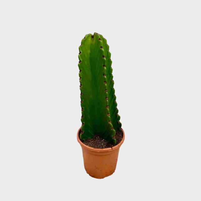 Euphorbia Ingens