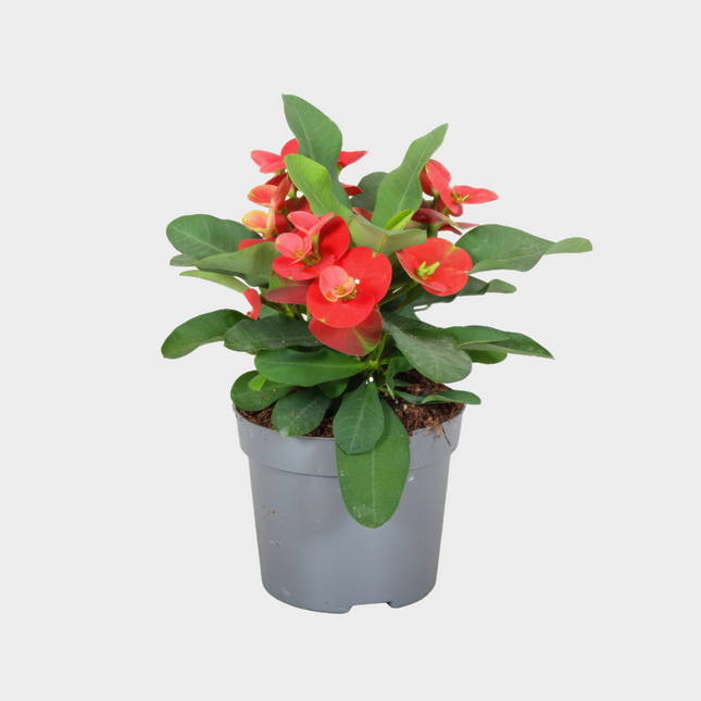 Euphorbia Milli