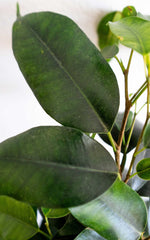 Ficus Danielle