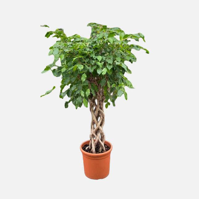 Ficus Benjamina Columna