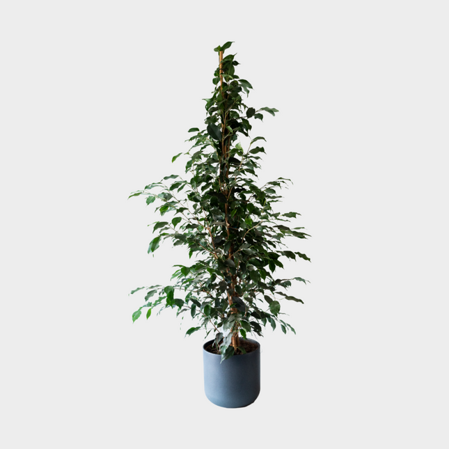 Ficus Danielle