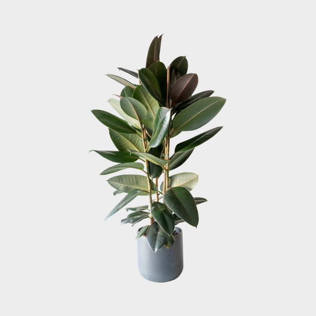 Ficus Adbijan