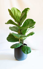 Ficus Lyrata 1 Rama