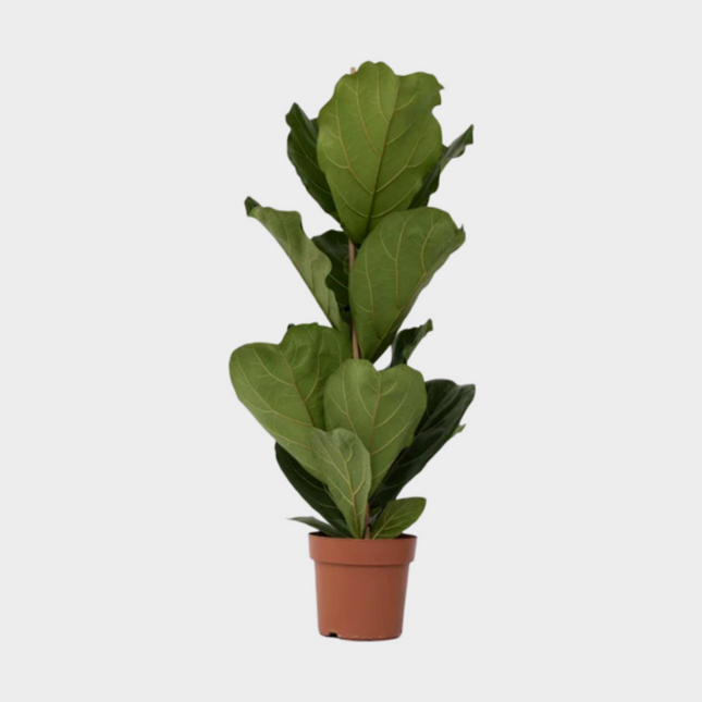 Ficus Lyrata