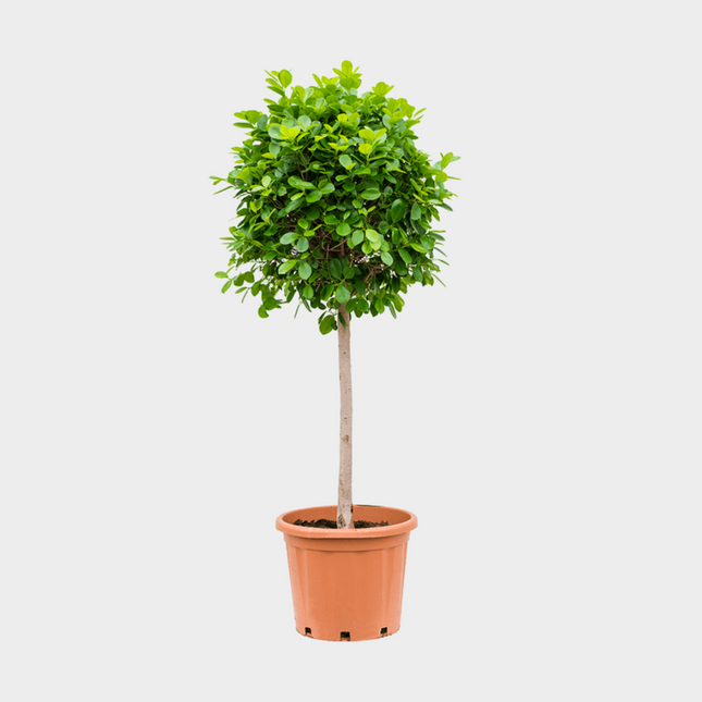 Ficus Marinma Copa