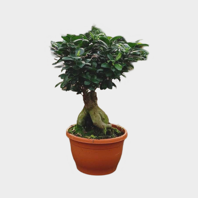 Ficus Microcarpa Ginseng