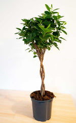 Ficus Moclame