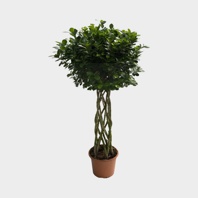 Ficus Moclamen Espaldera