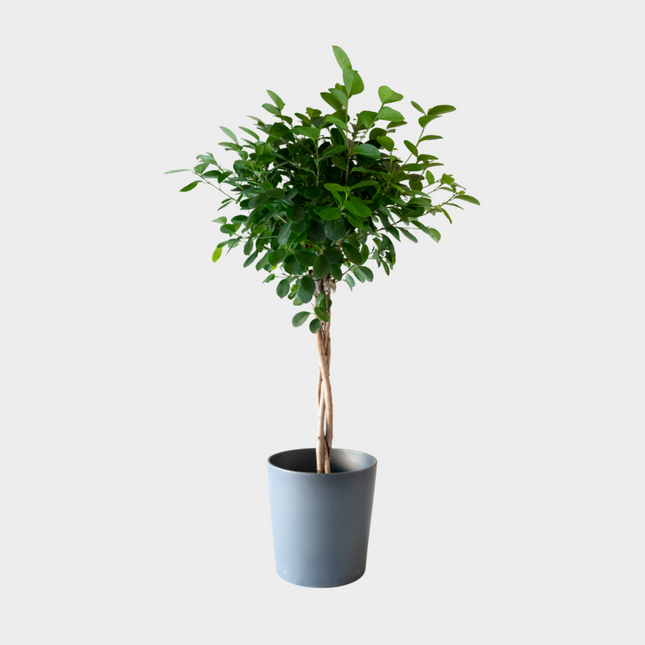 Ficus Moclamen Trenzado