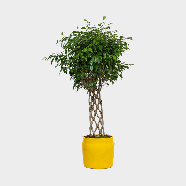 Ficus Benjamina Espaldera