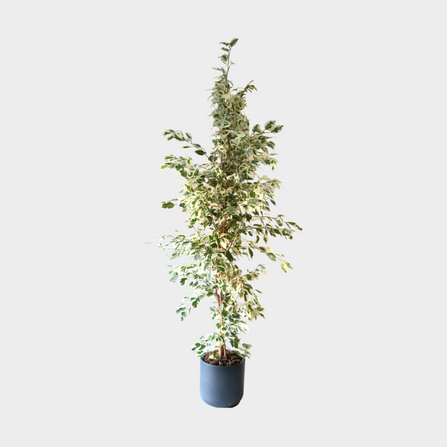 Ficus Twilight