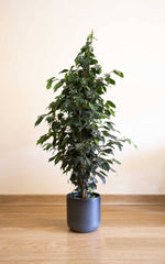 Ficus Danielle