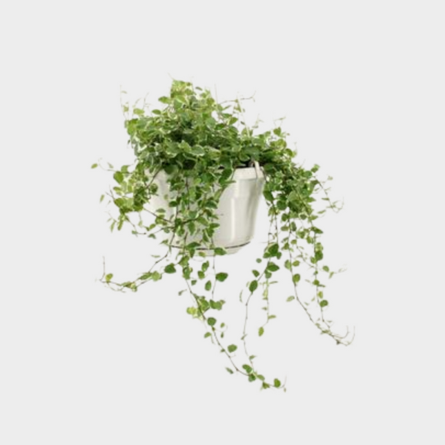 Ficus Sunny