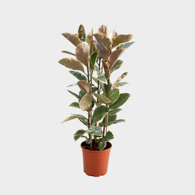 Ficus Tineke