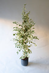 Ficus Twilight