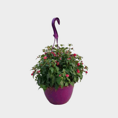 Collection image for: Fuchsia