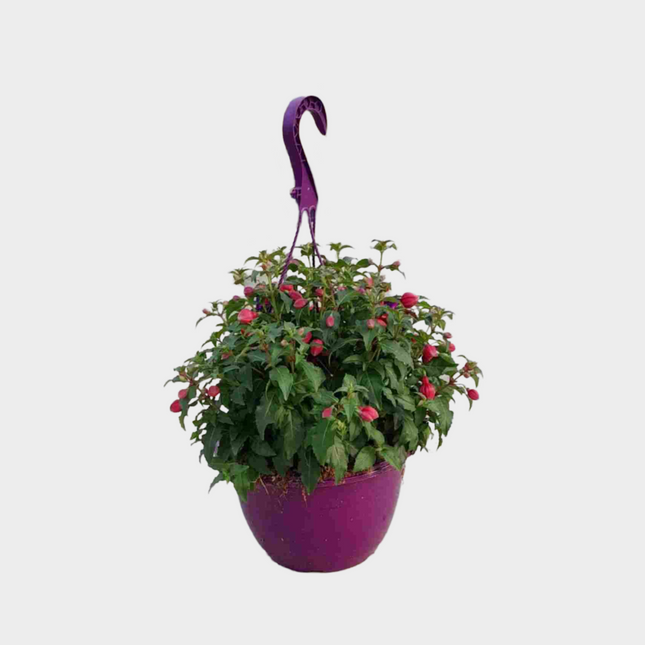 Fuchsia Colgante