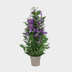 Collection image for: Hardenbergia