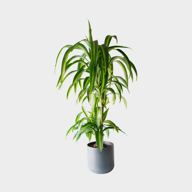 Dracaena Hawaii Sunshine