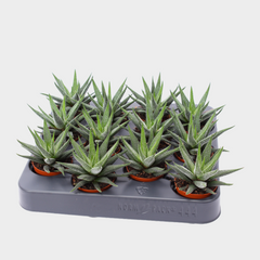 Collection image for: Hawortia