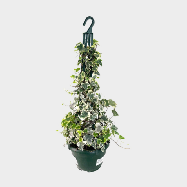 Hedera Piramide Gancho
