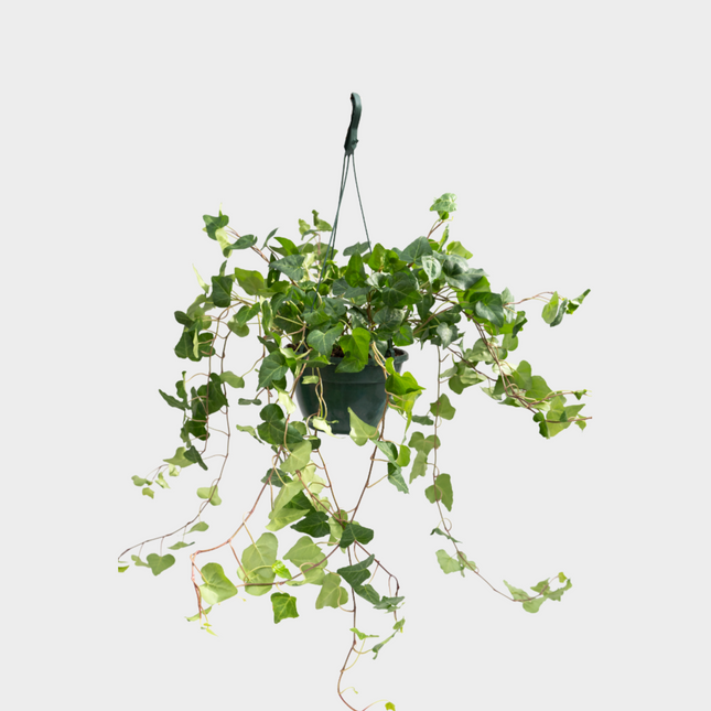 Hedera Colgante