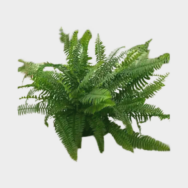 Nephrolepis Boston Arbustivo