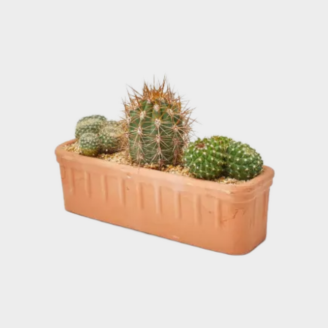 Cactus Jardinera Barro
