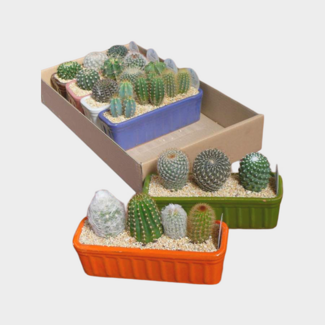 Cactus Jardinera Ceramica Esmaltada