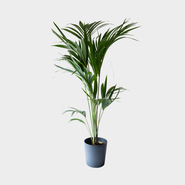 Kentia