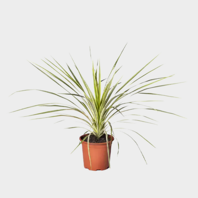 Cordyline Lime Pasion