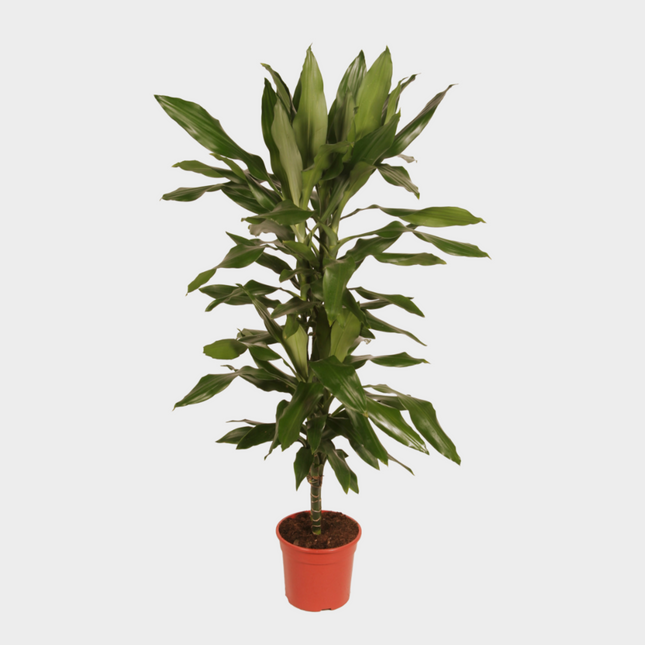 Dracaena Janet Lind