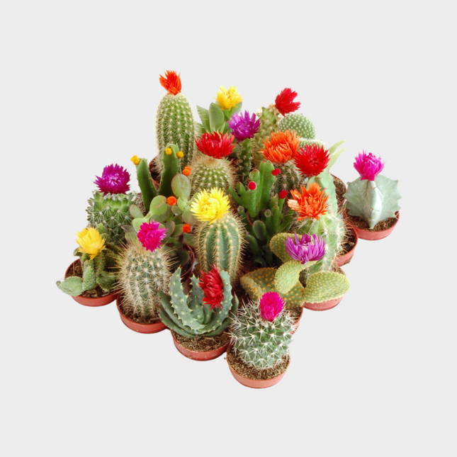 Bandeja Cactus Variados con Flor