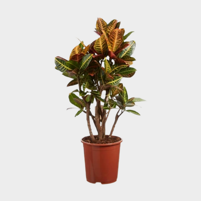 Croton Petra Ramificado