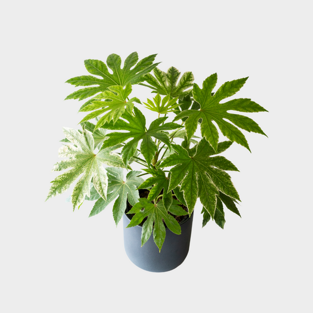 Aralia Spider Web