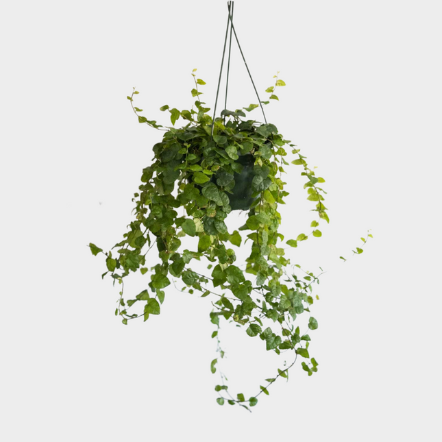 Ficus Repens