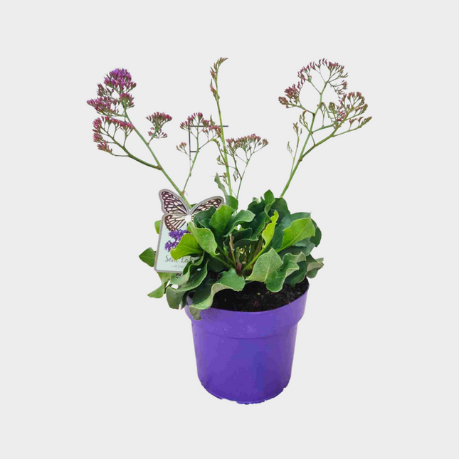Limonium Statice