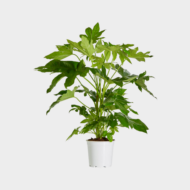 Aralia Fatsia Japónica