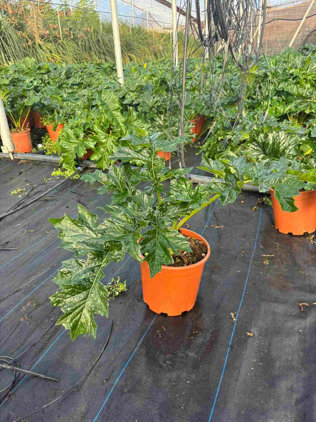 Acanthus Mollis