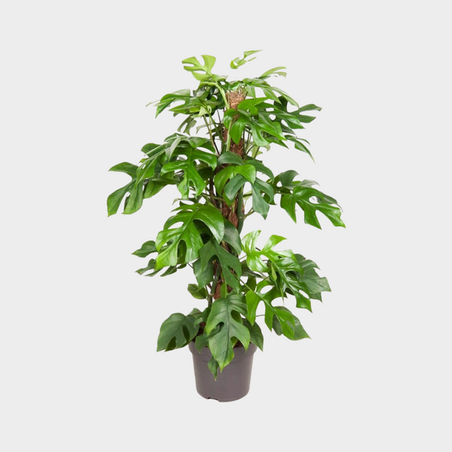 Raphidophora Will Will